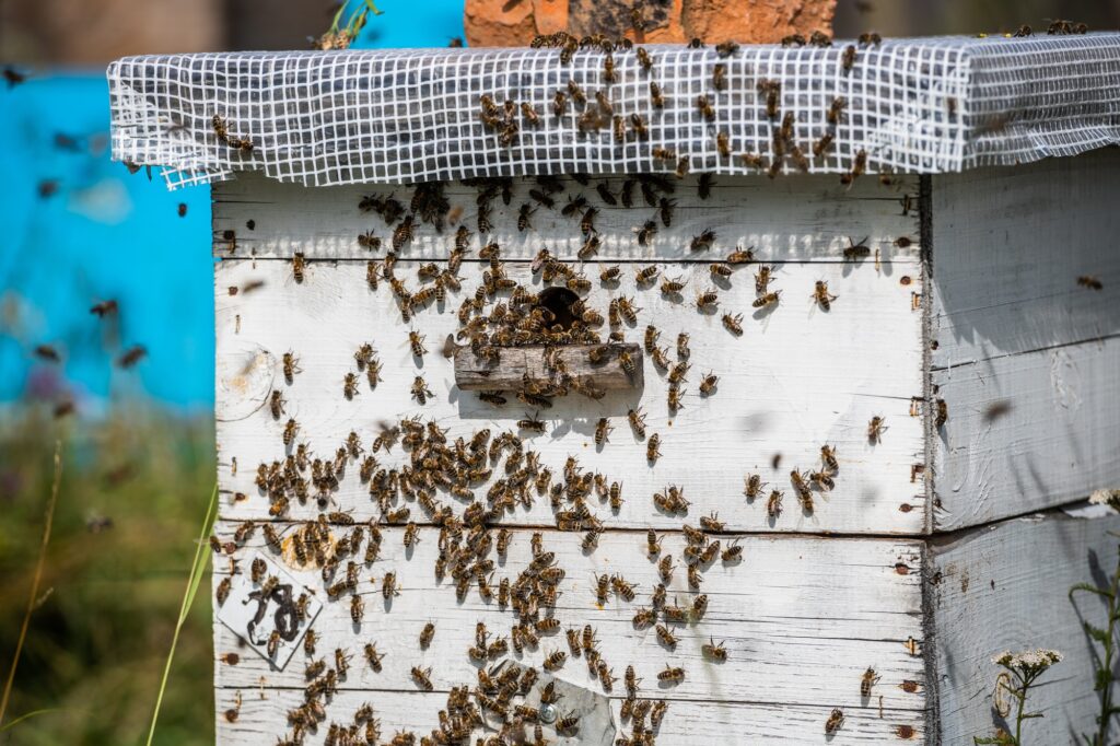 Bee close up. Bees at the bee hive. Swarm of bees