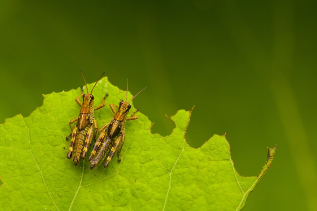 How to Catch Crickets Thrive Pest Control Blog