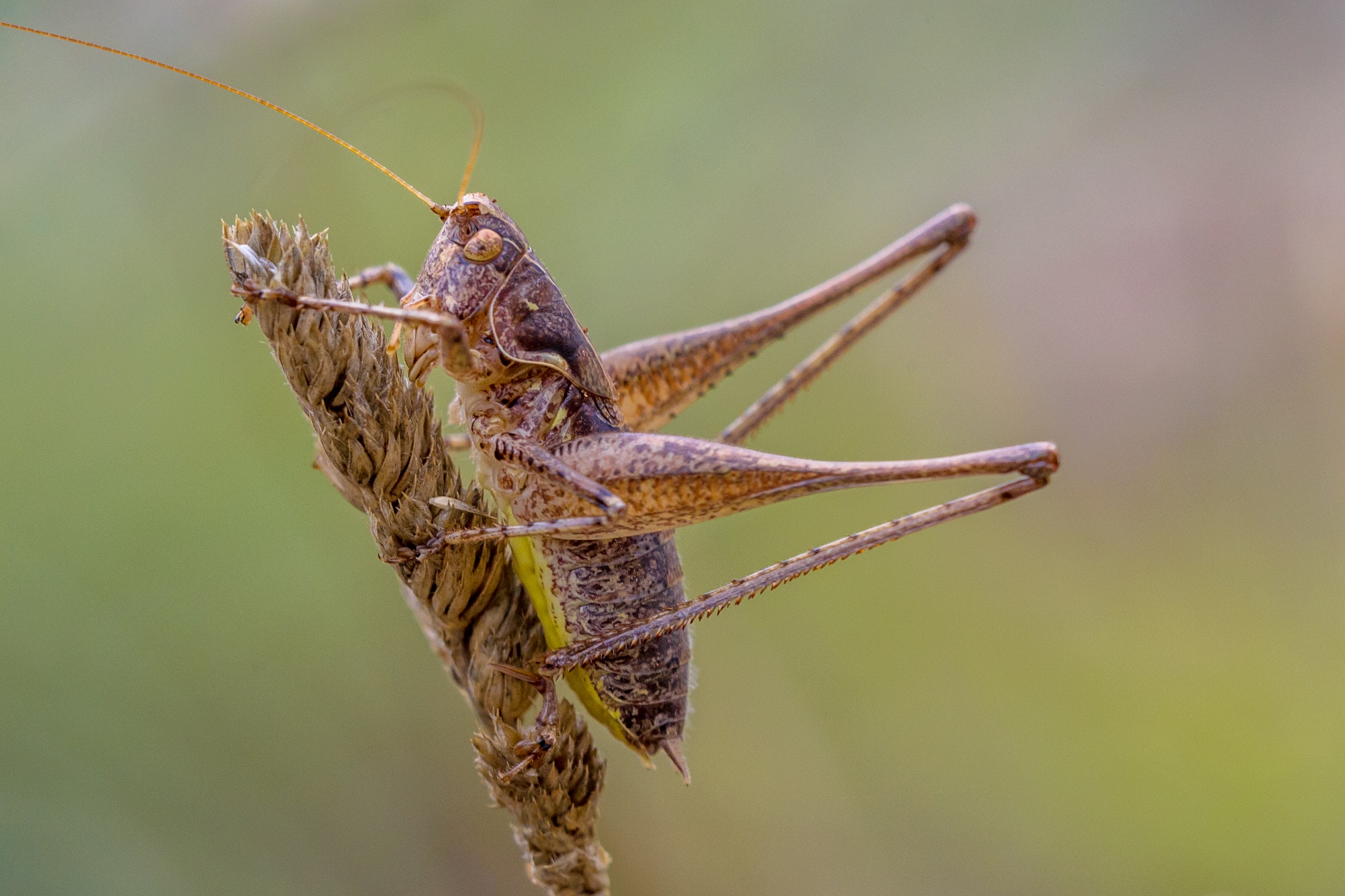How to Catch Crickets Thrive Pest Control Blog