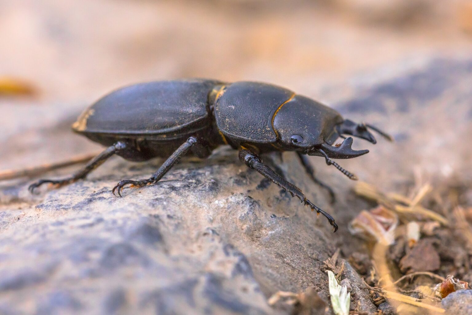 Lesser stag beetle