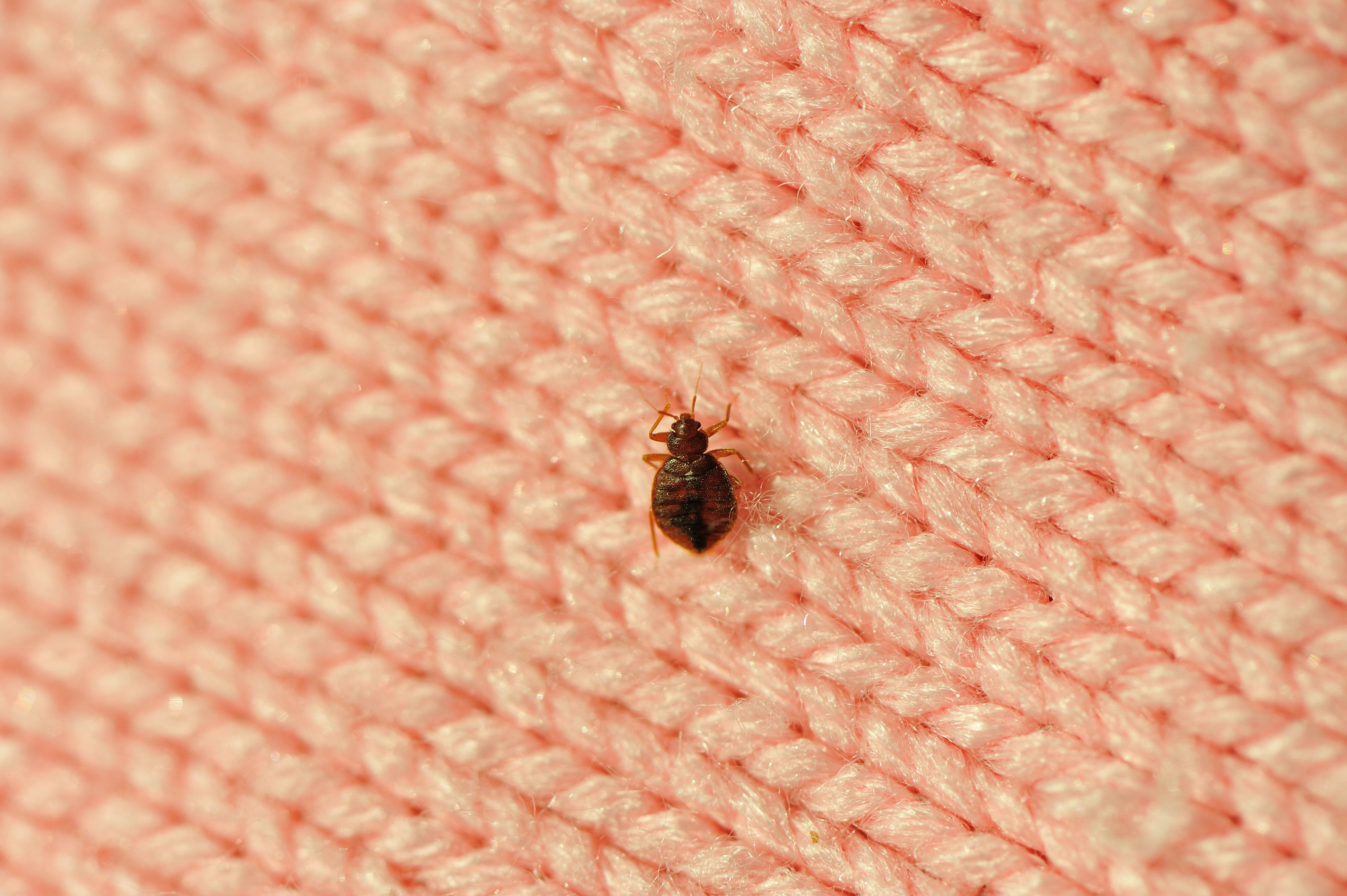 Where bed bugs hide in the home — Hayden’s student essay