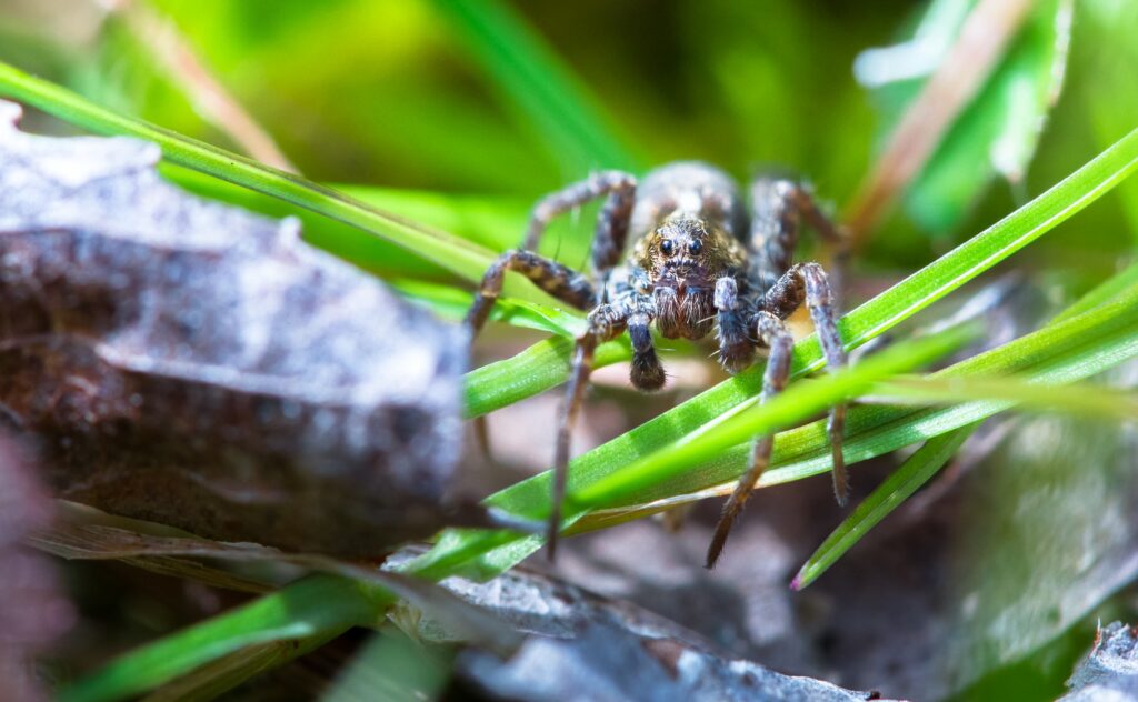 WOLF SPIDER - Definição e sinônimos de wolf spider no dicionário inglês