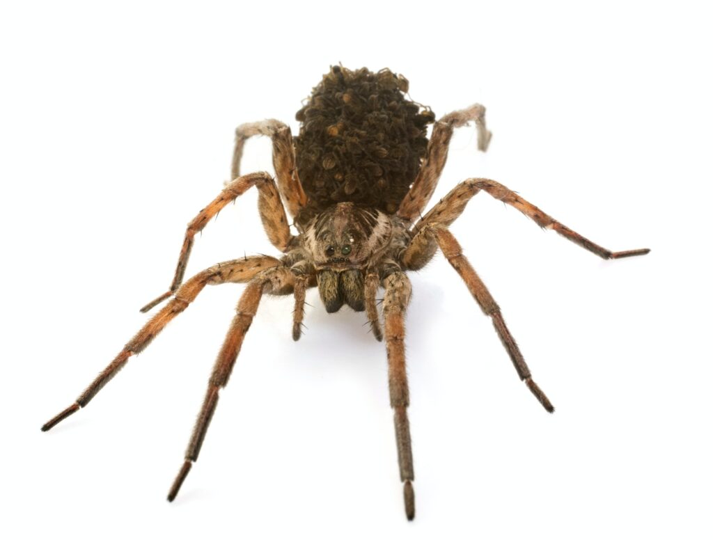 Wolf Spider  Pest Information & Prevention Tips