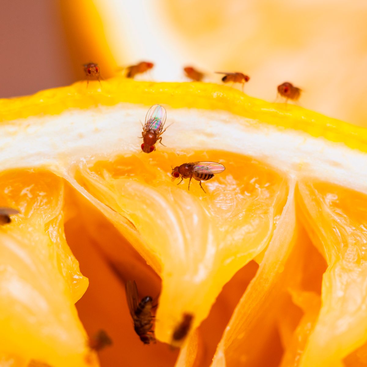How to remove fruit flies from your kitchen — Christopher’s student essay