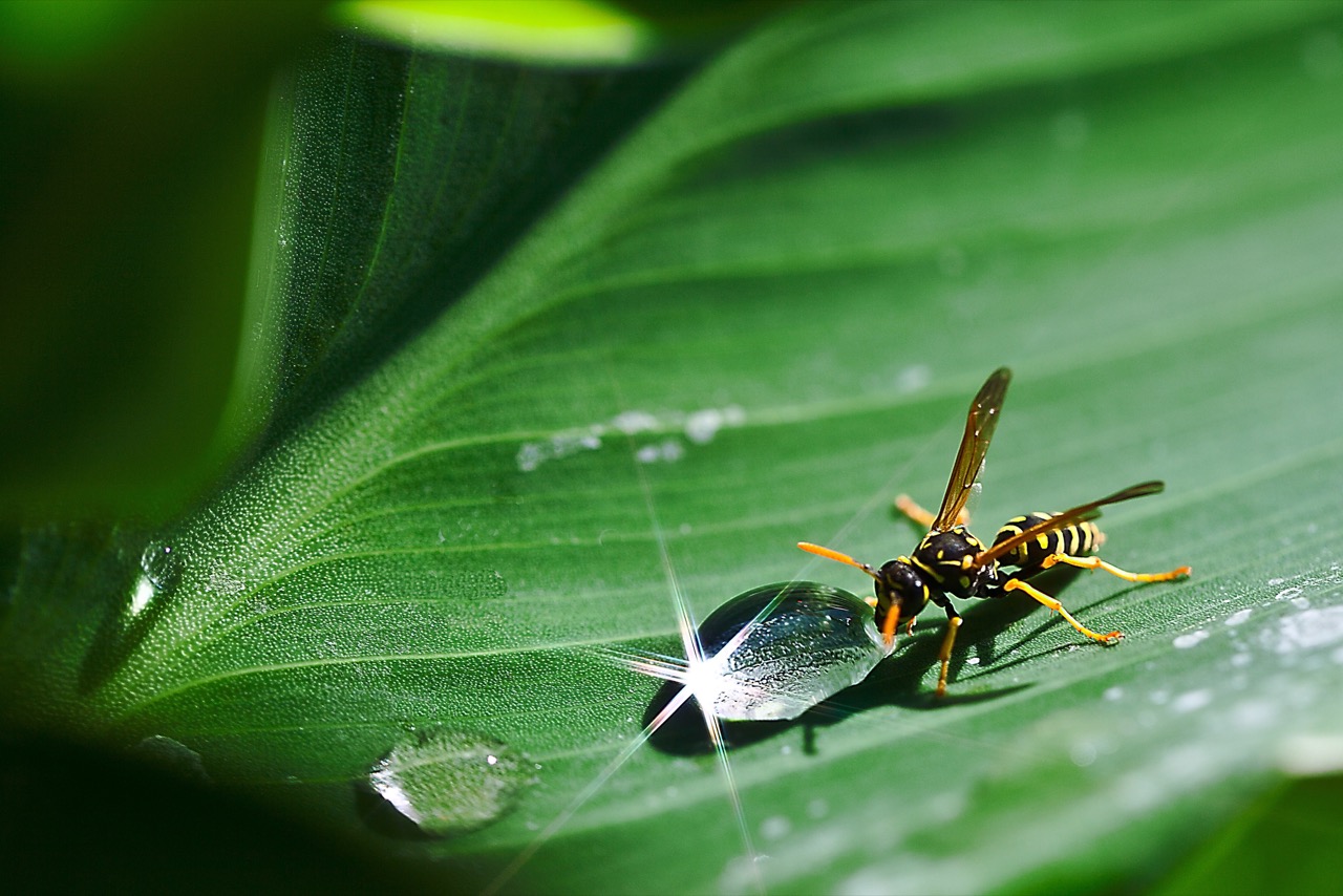 What’s the difference between Yellow Jackets and Wasps — Daphne’s student essay