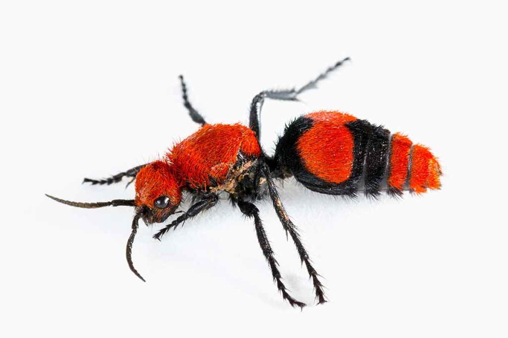What are Velvet Ants?
