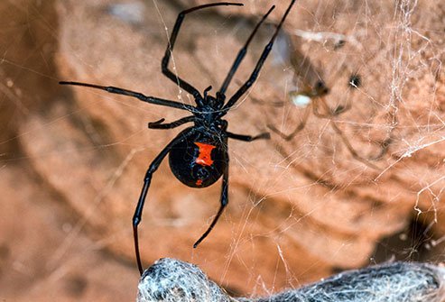 How to Control & Remove Black Widow Spiders