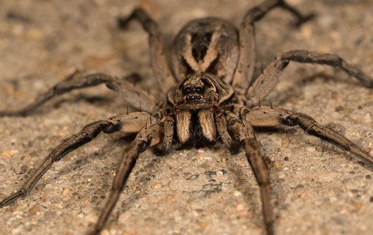 Wolf Spiders removal in Nashville