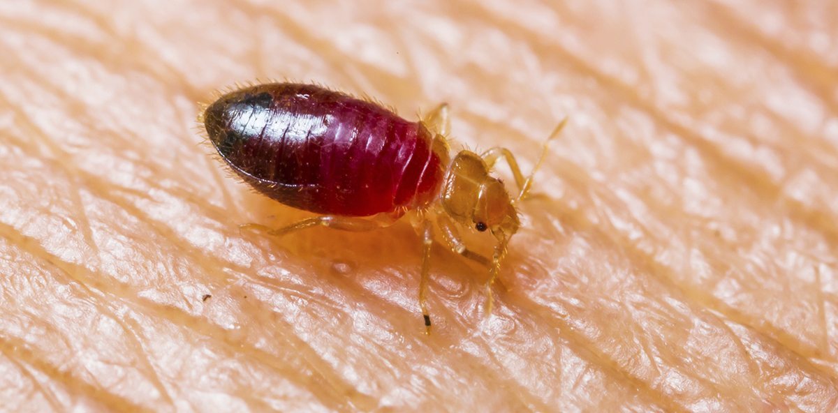 Do I Need A Bed Bug Inspection?