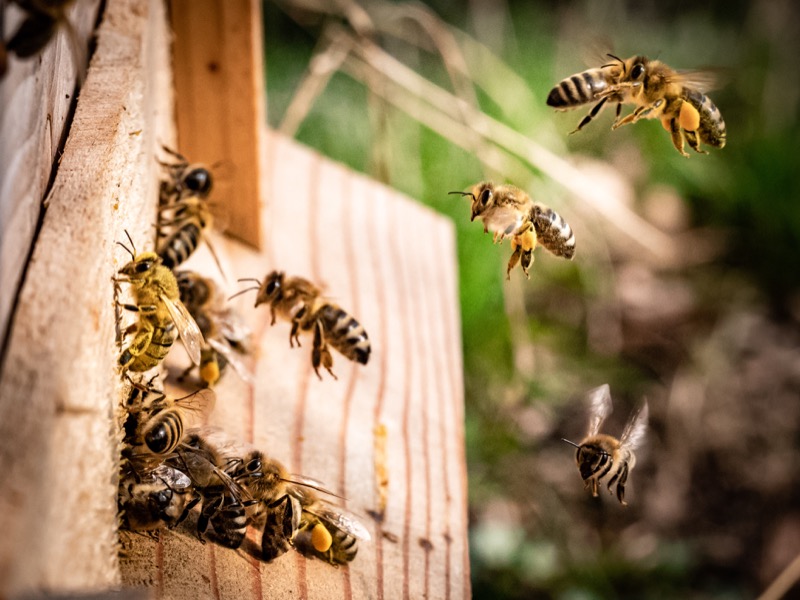 Are Bees Important To The Ecosystem?