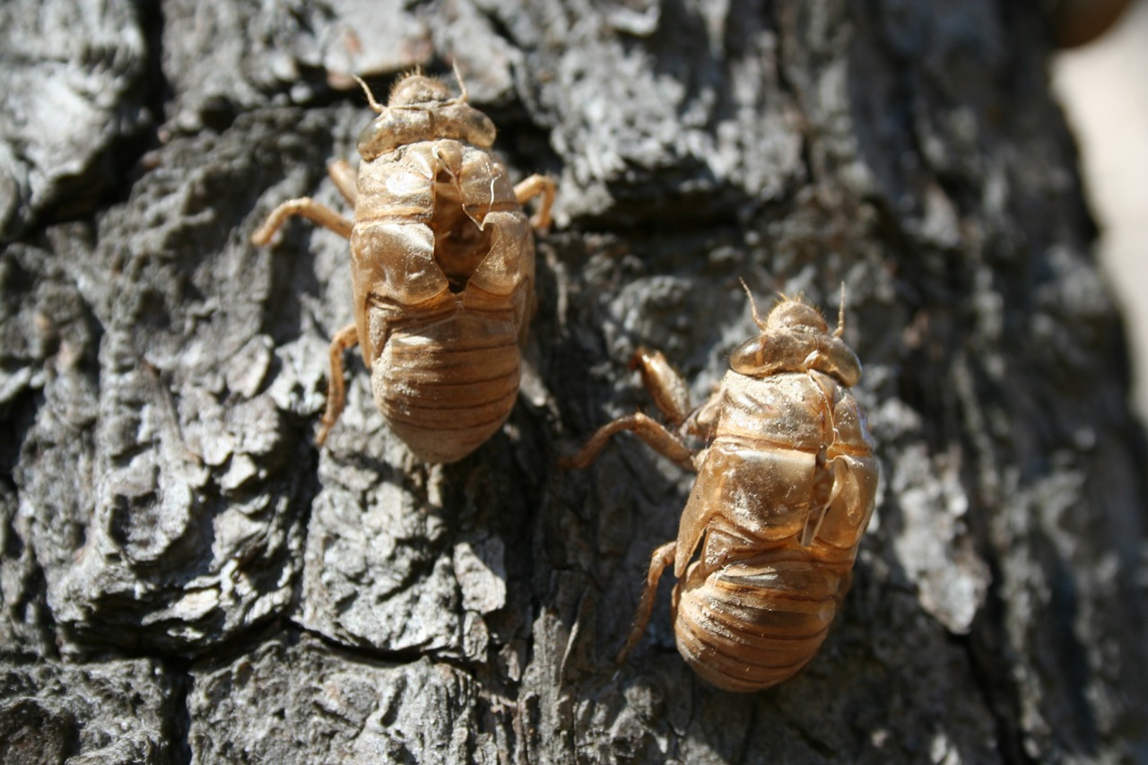 When will the 2021 Brood X cicadas emerge in TN?