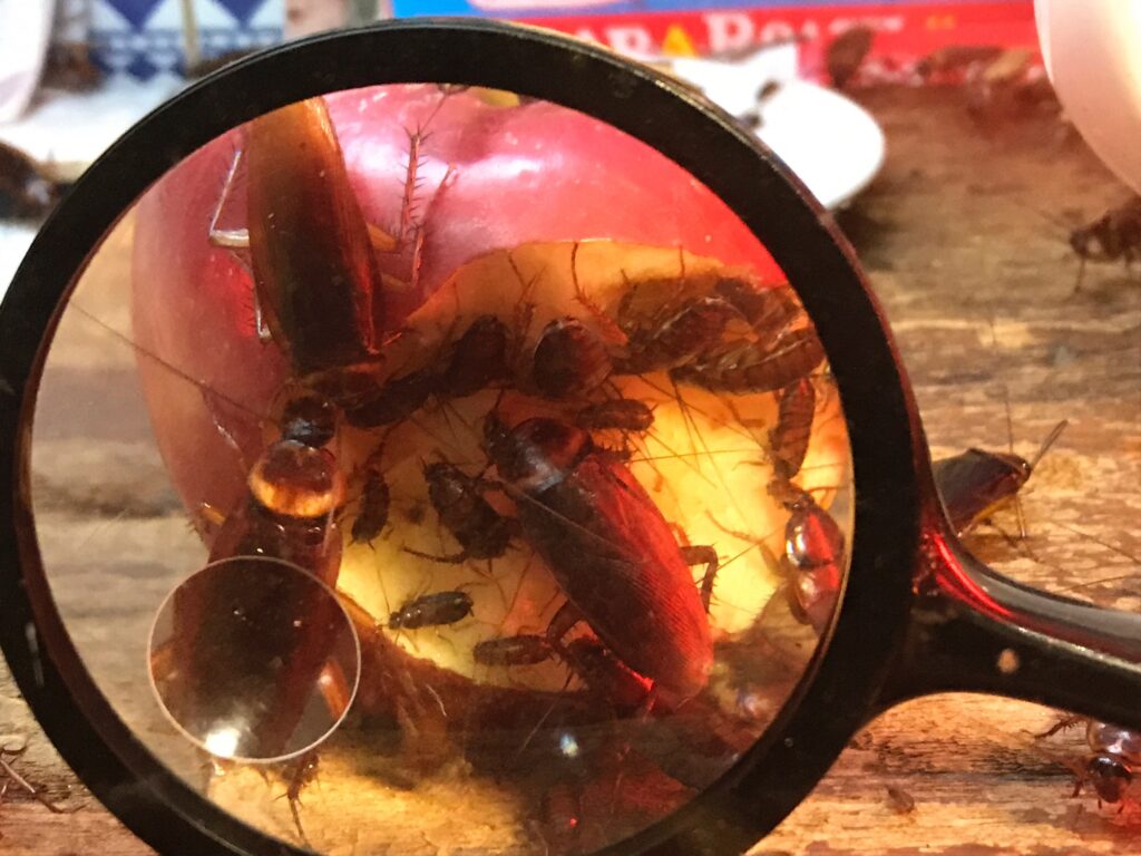 Cockroach in the dirty kitchen