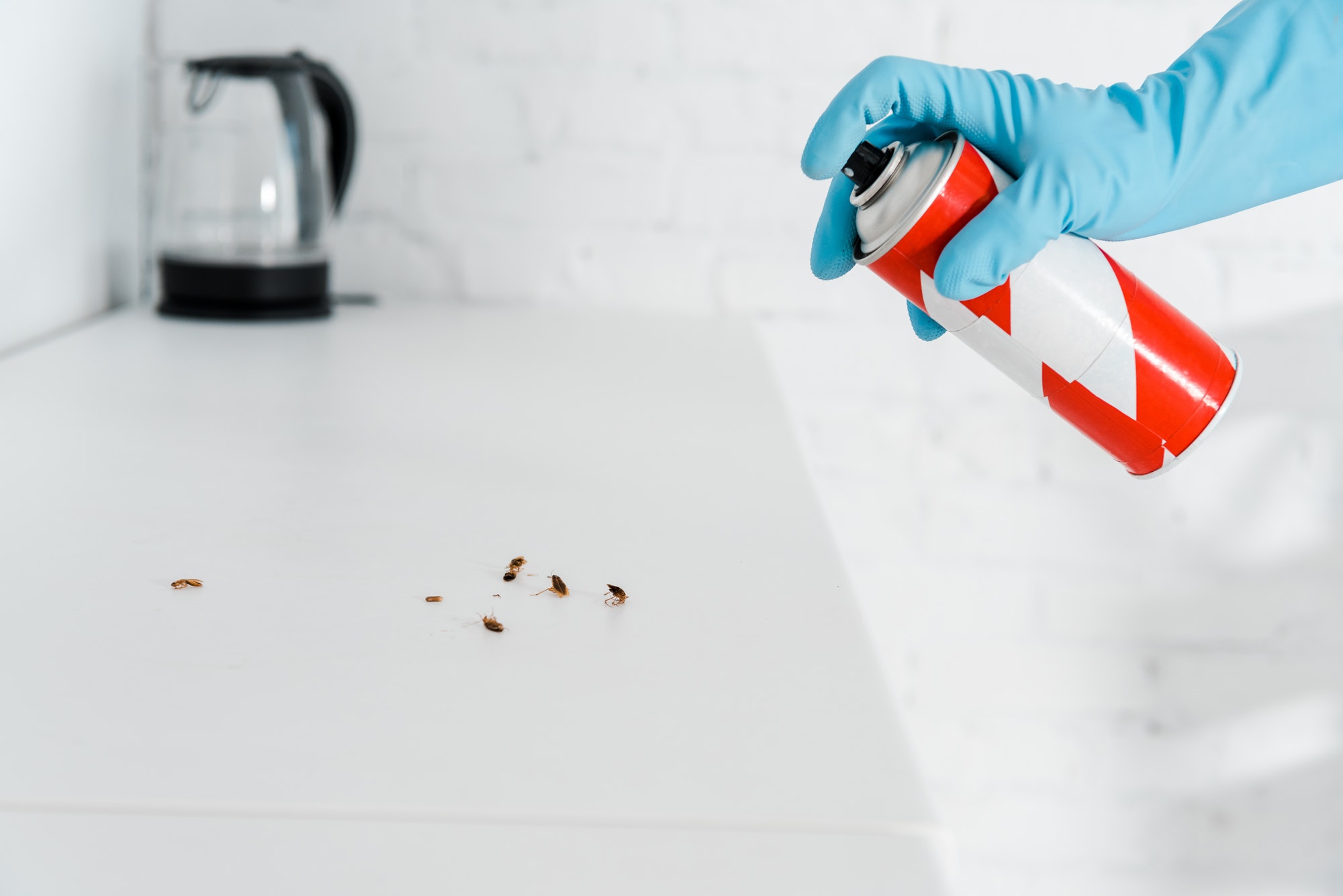 Will Pest Control Get Rid of Bed Bugs — Megan’s student essay