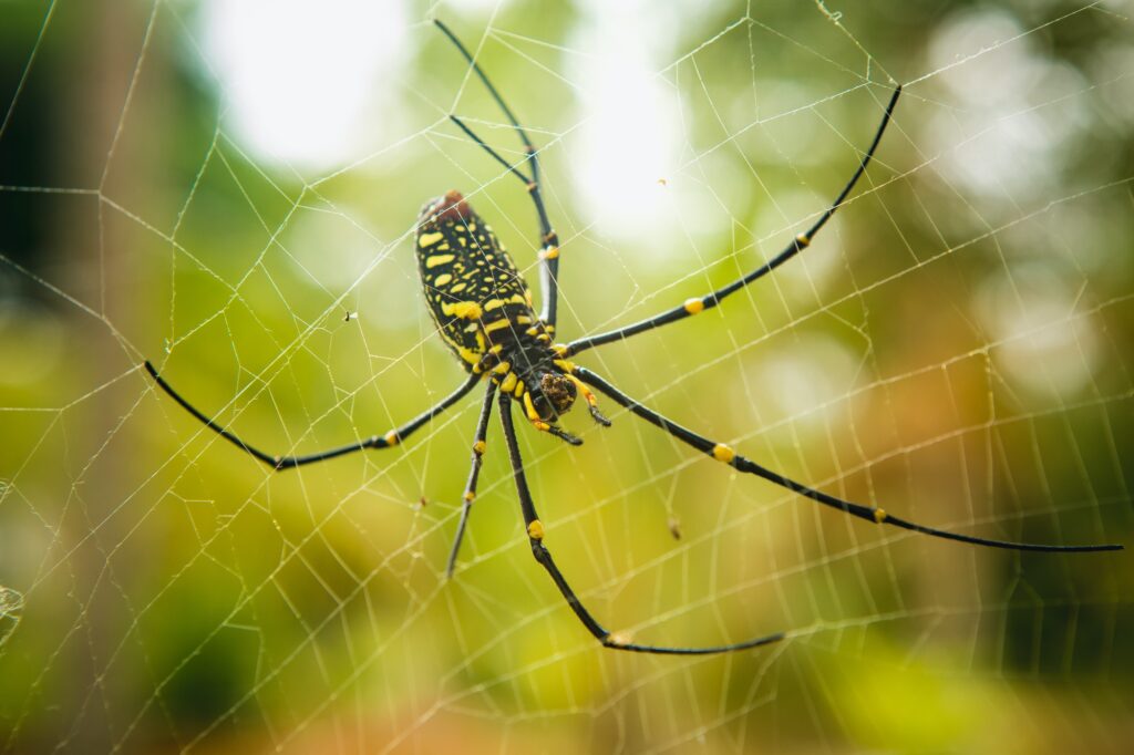 female Golden Web Spider
