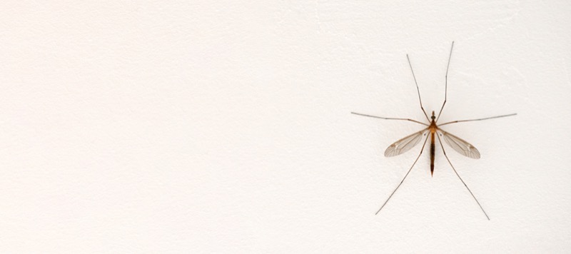 Top Mosquito-Borne illnesses in the U.S. — Johana’s student essay