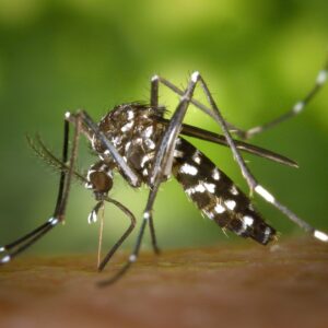 mosquito