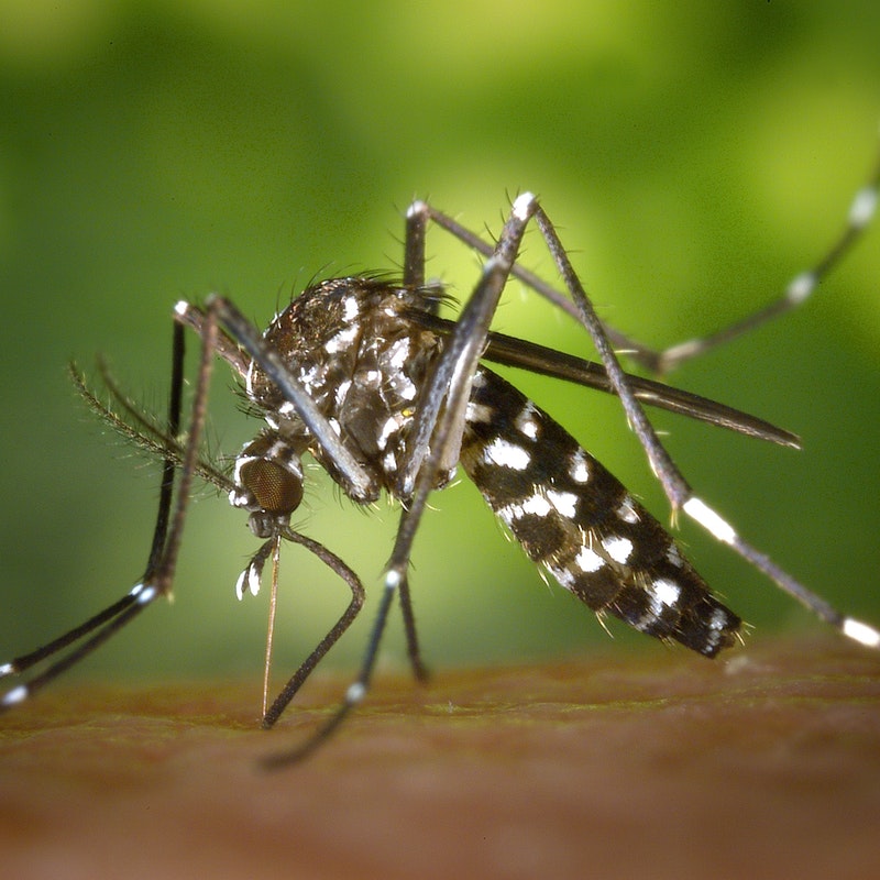 mosquito