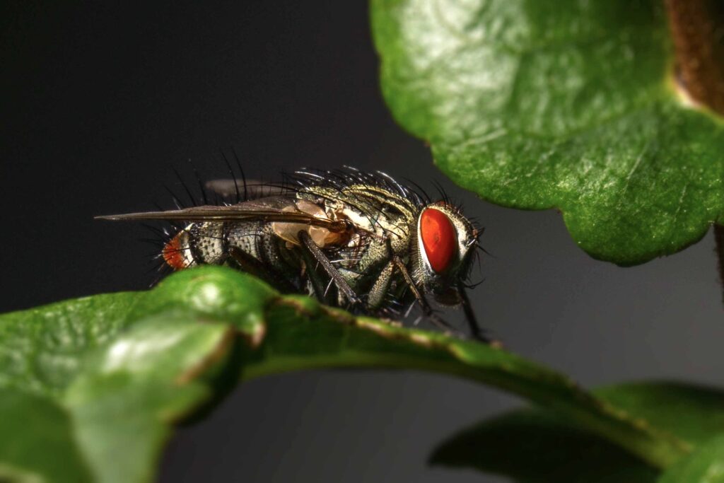 Macro shot of common house fly