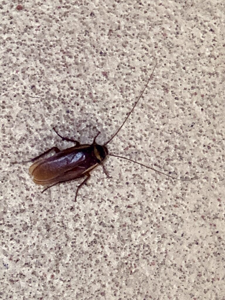 One creepy crawly cockroach waiting for me at the post office today
