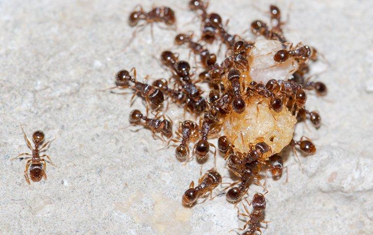 What do ants eat? — Drew’s student essay