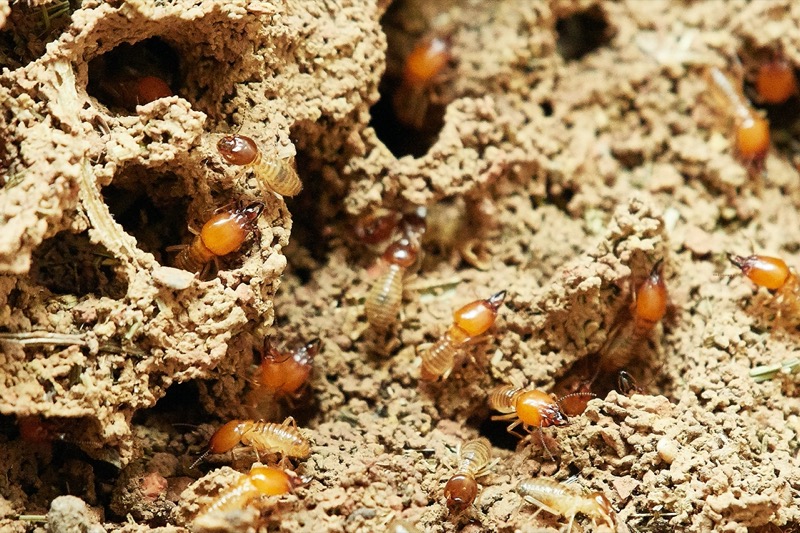 All You Need to Know About Termites in Nashville