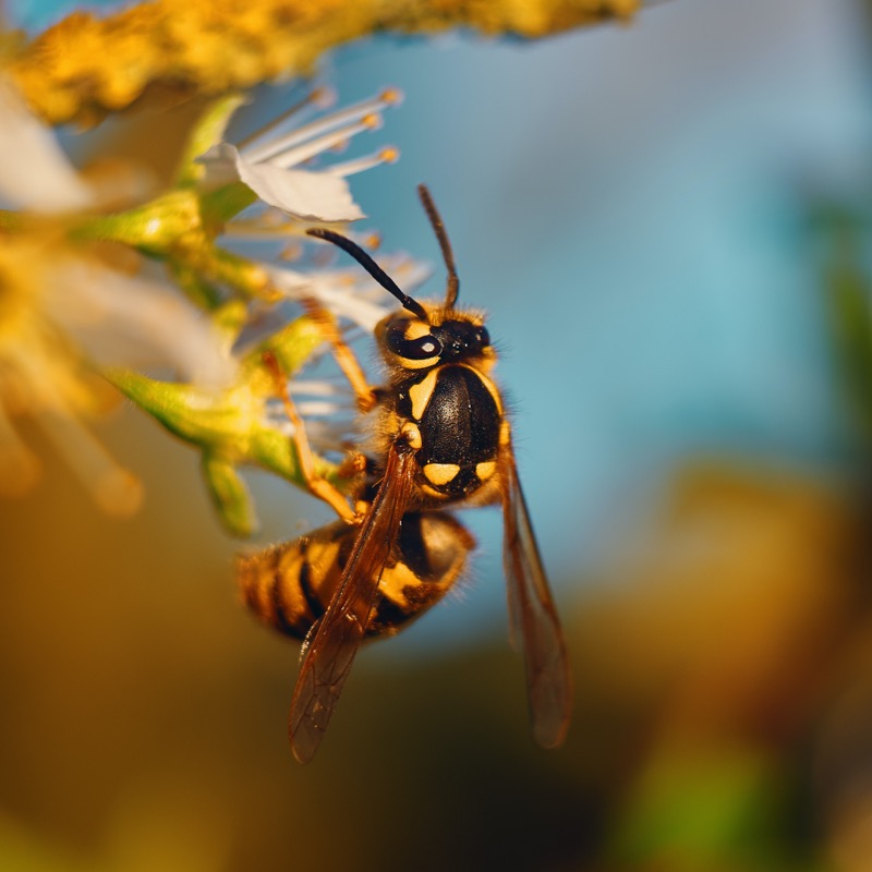What’s the difference between yellow jackets and Wasps? — Isaac’s
