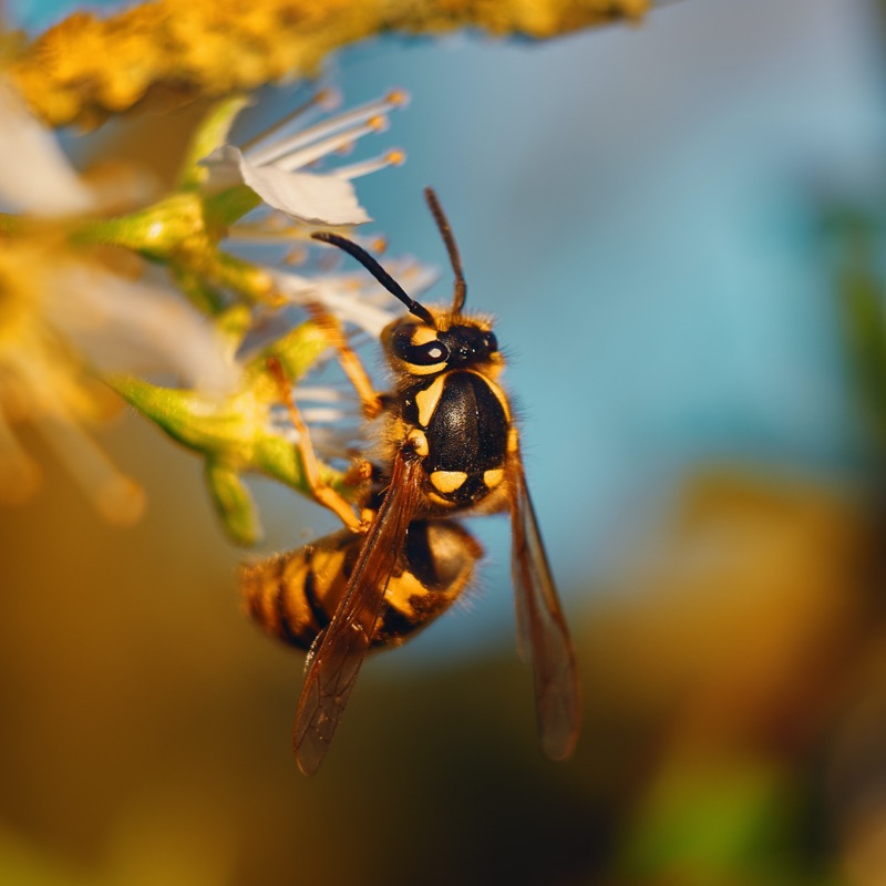 How to Get Rid of Red Wasps​ in Nashville Tn.