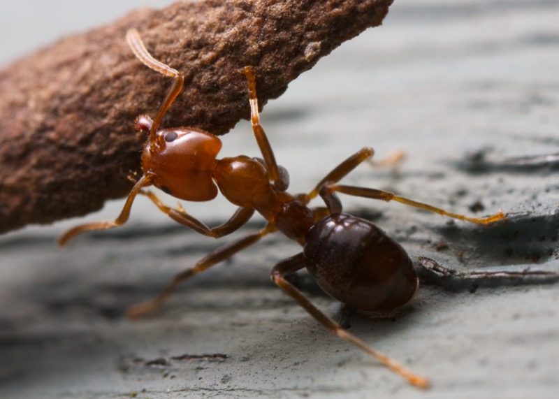 How Much Can Ants Lift?