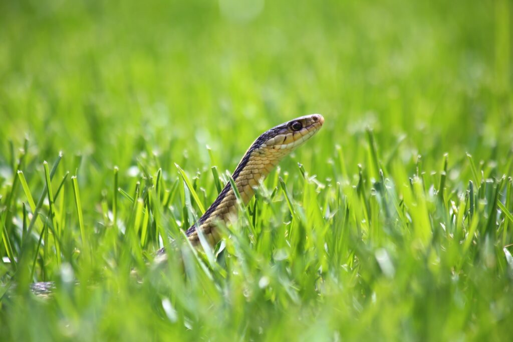 A garter snake slithering and peeking up through a lush lawn of bright green grass in the summer.