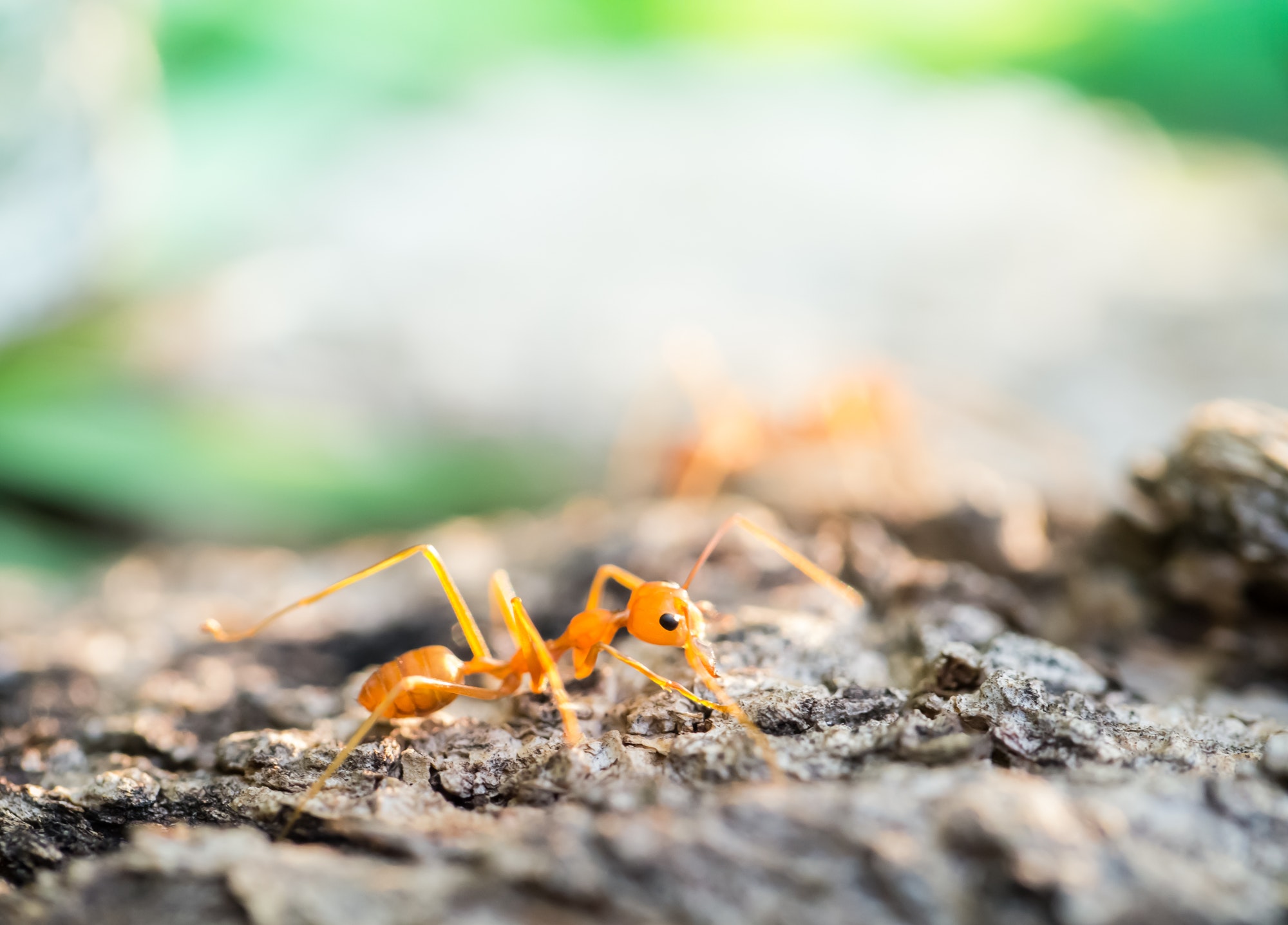 What do ants do during the winter? — Allison’s student essay