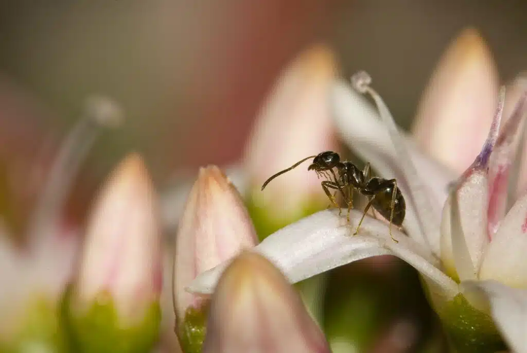 Ant on Flowers