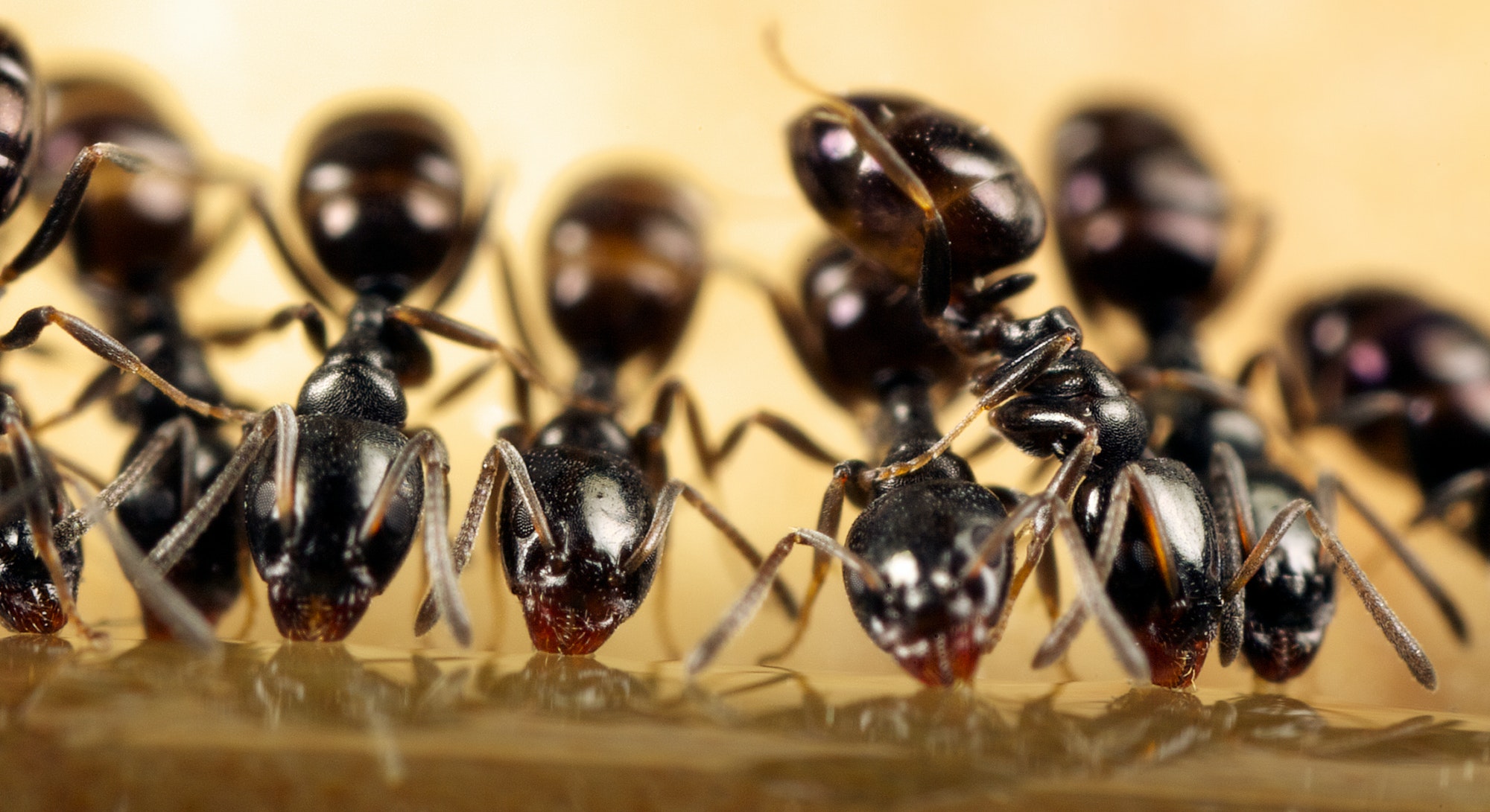 Will Pest Control Get Rid of Ants — Dane’s student essay