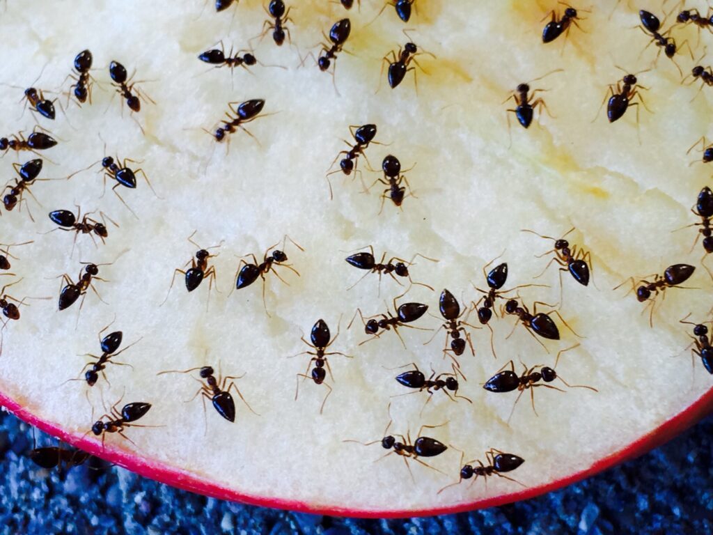 Ants on an Apple