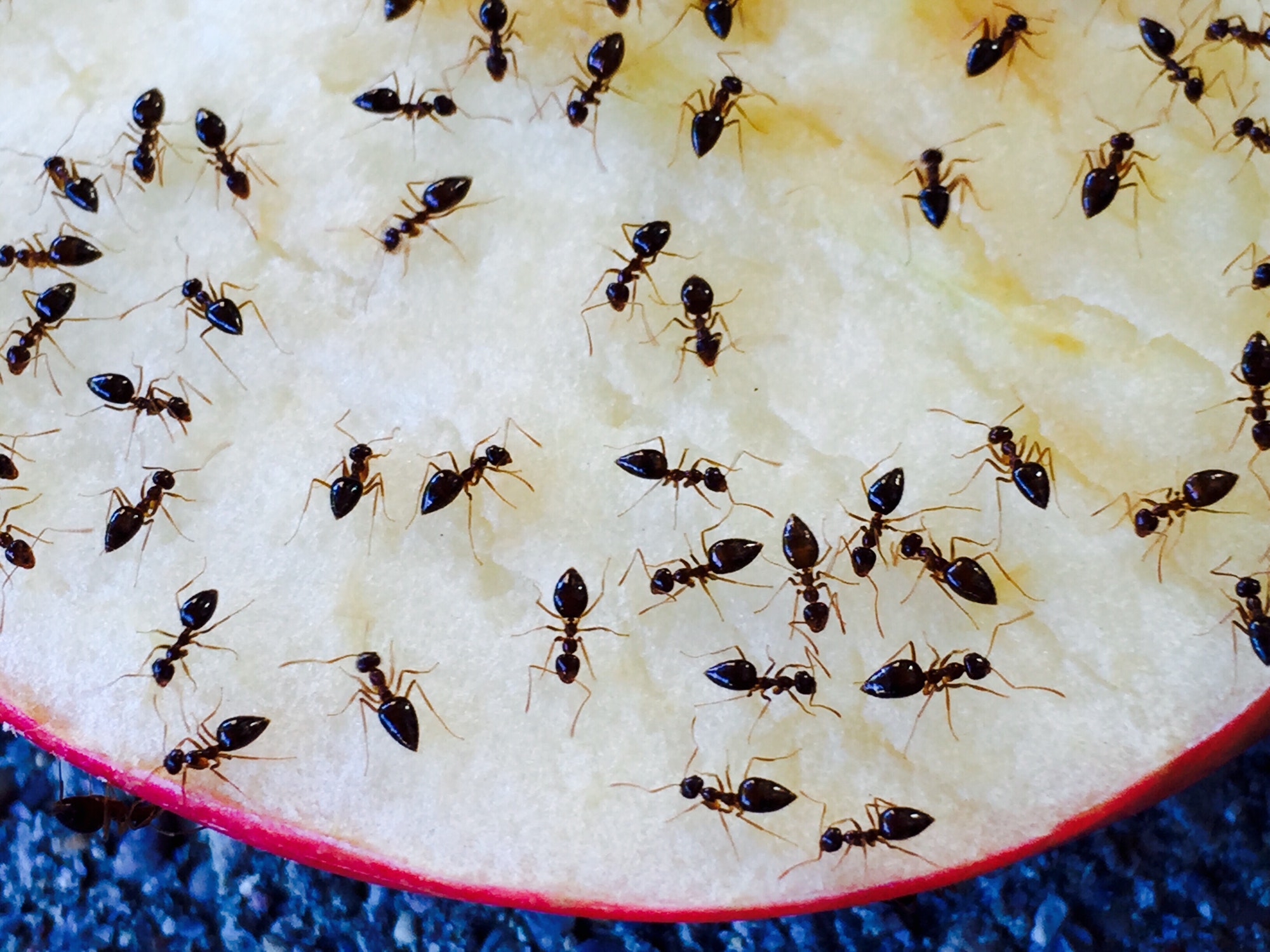 How Do Ants Find Food — Sydney’s student essay