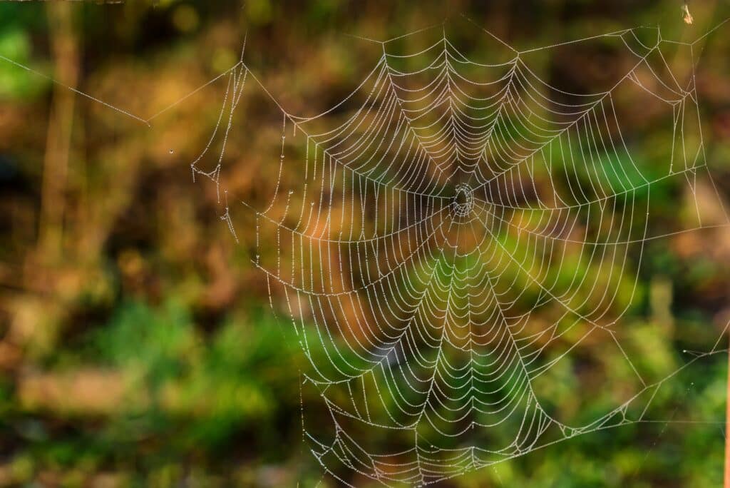 Autumn morning and spider's web with dew