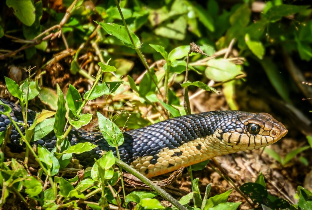 Black snake in Madagascar jungle