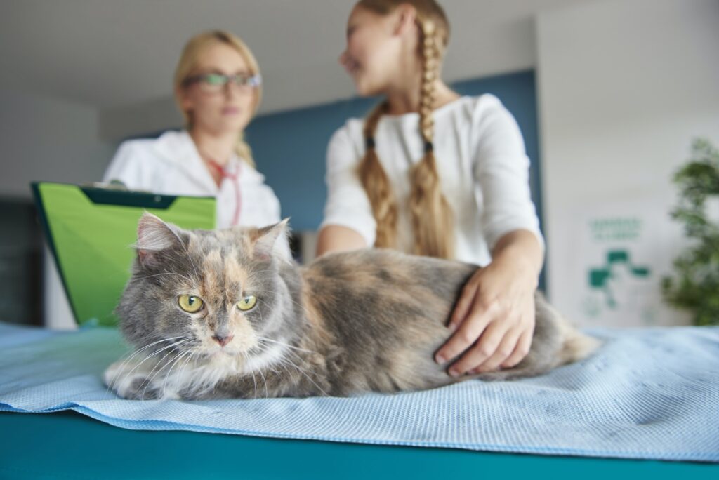 Close up of cat at the vet