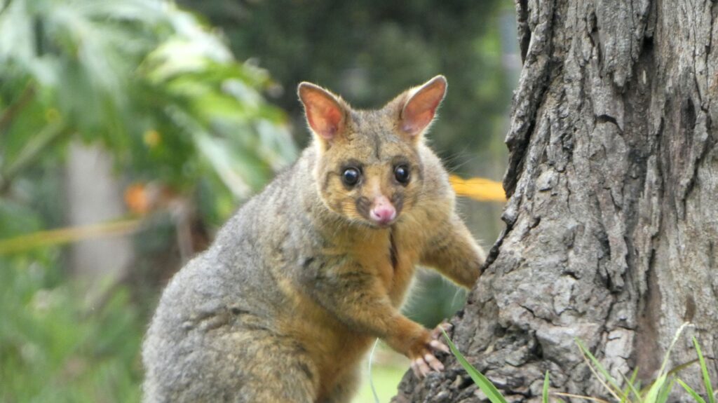 Close up portrait common brushtail possum,native animal wildlife marsupial in Australia