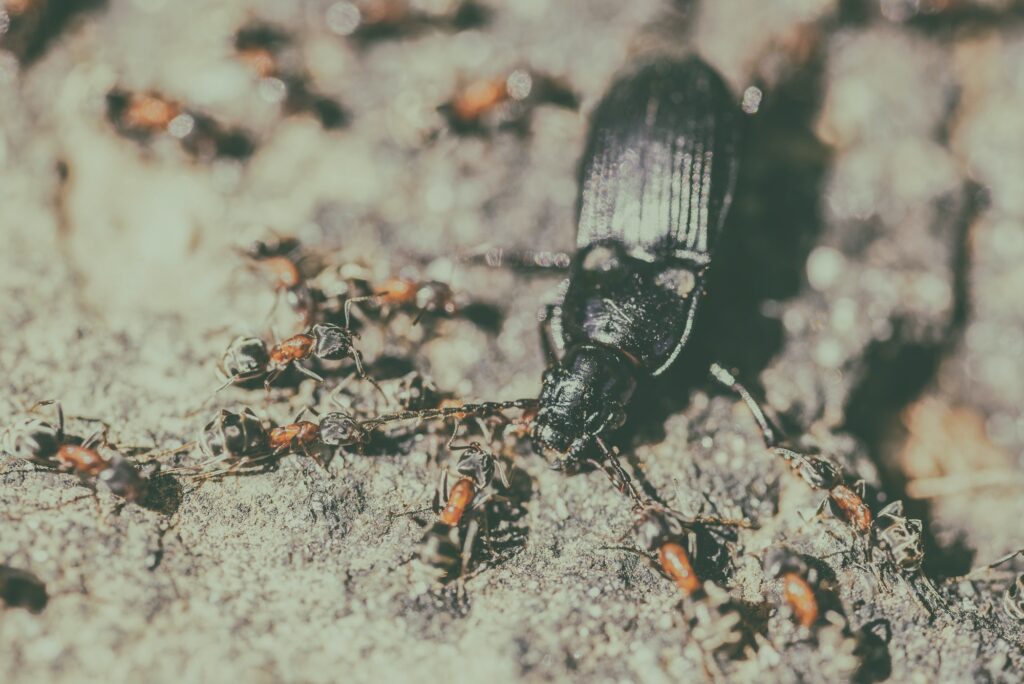 Colony Of Ants Dismember And Eating Beetle Closeup