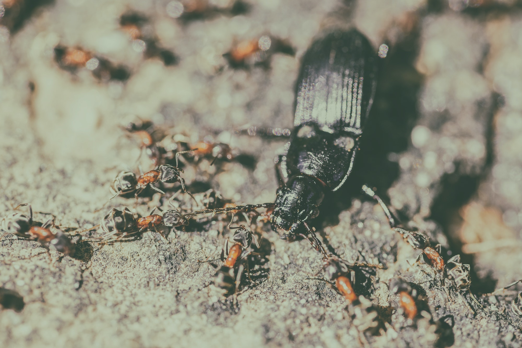 Are Ants Omnivores — Sydney’s student essay
