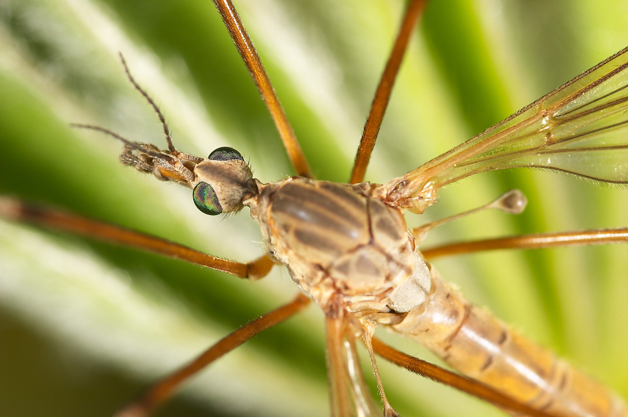 Are daddy long leg spiders poisonous? — Hailey’s student essay