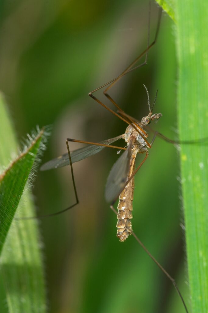 Common daddy-longlegs