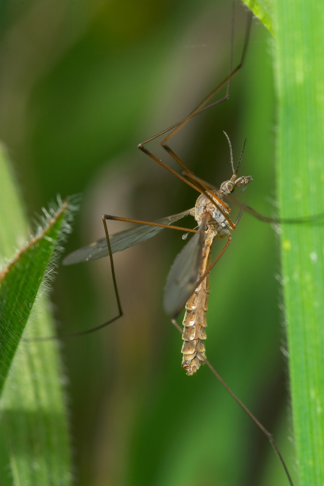 Are daddy long leg spiders poisonous? — Rianna’s student essay