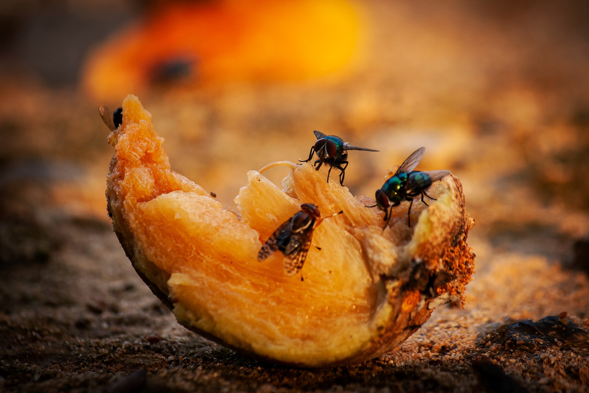 Do flies really vomit on food when they land? — Velvet’s student essay
