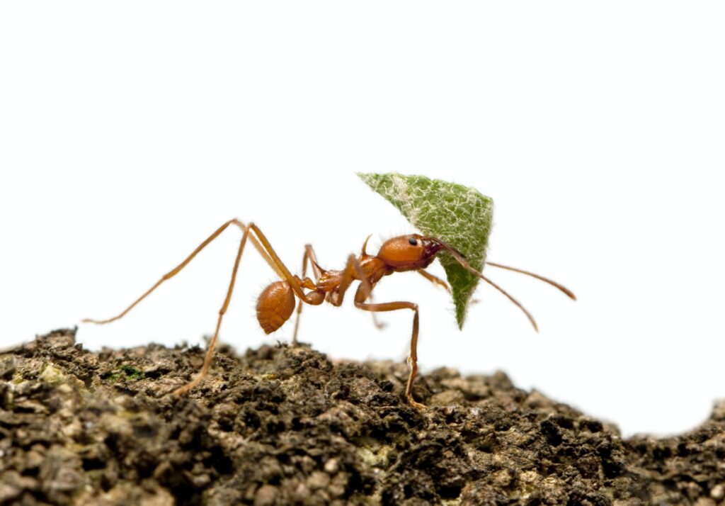 Leaf-cutter ant, Acromyrmex octospinosus, carrying leaf in front of white background