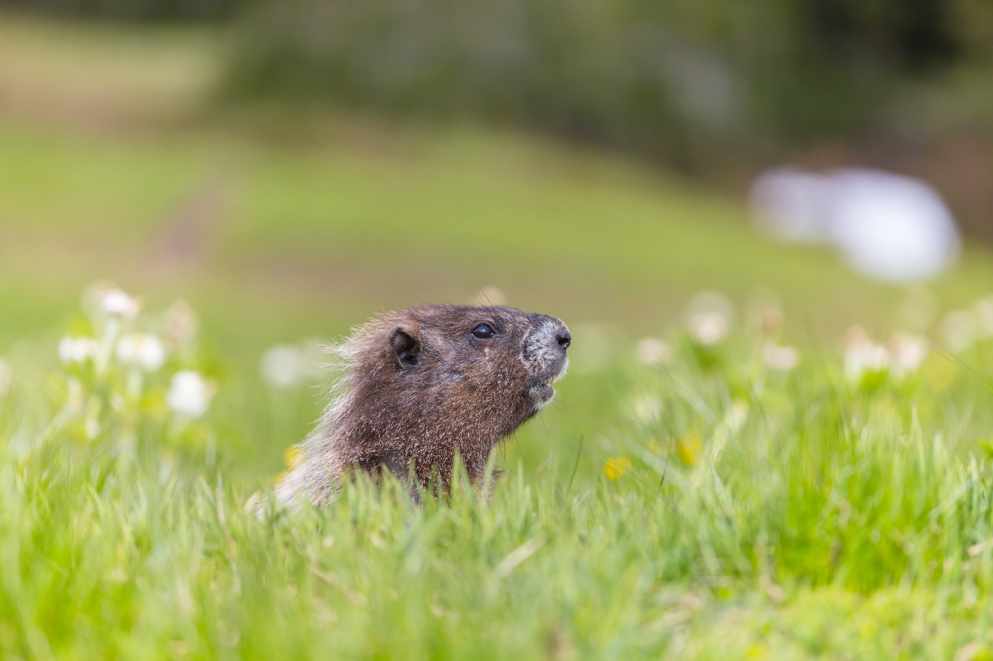 What are woodchucks? — Lydia’s student essay