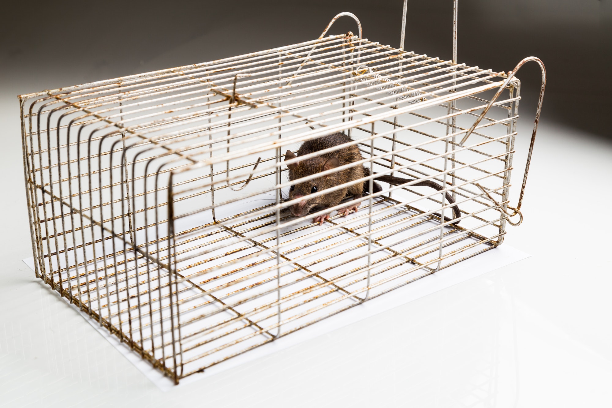 Will Pest Control Get Rid of Rats — Jordan’s student essay