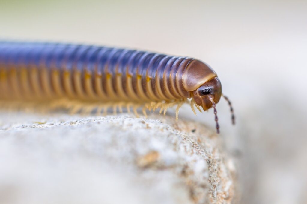 Millipede head