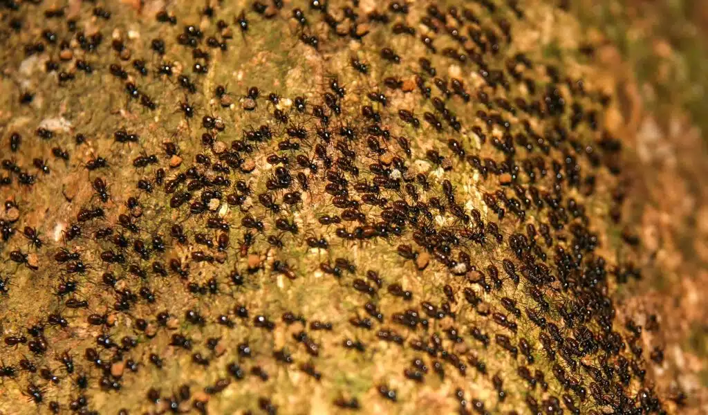 Moving Ants Colony