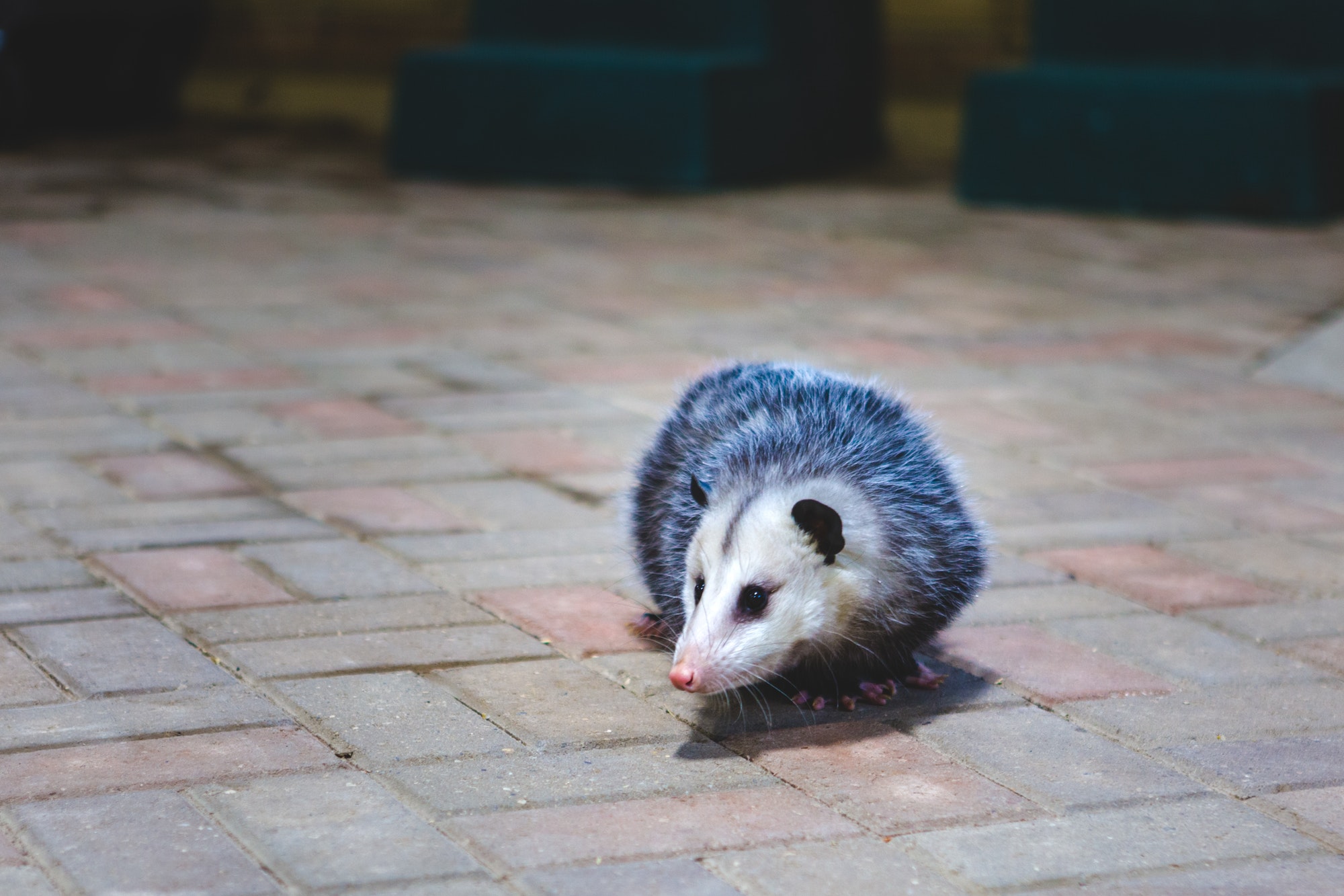 What is The Difference Between Opossums and Possums?